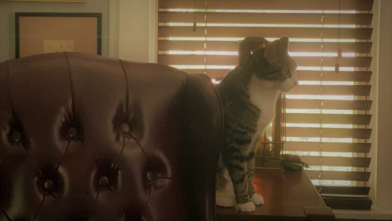 Baxter the Bug, office cat